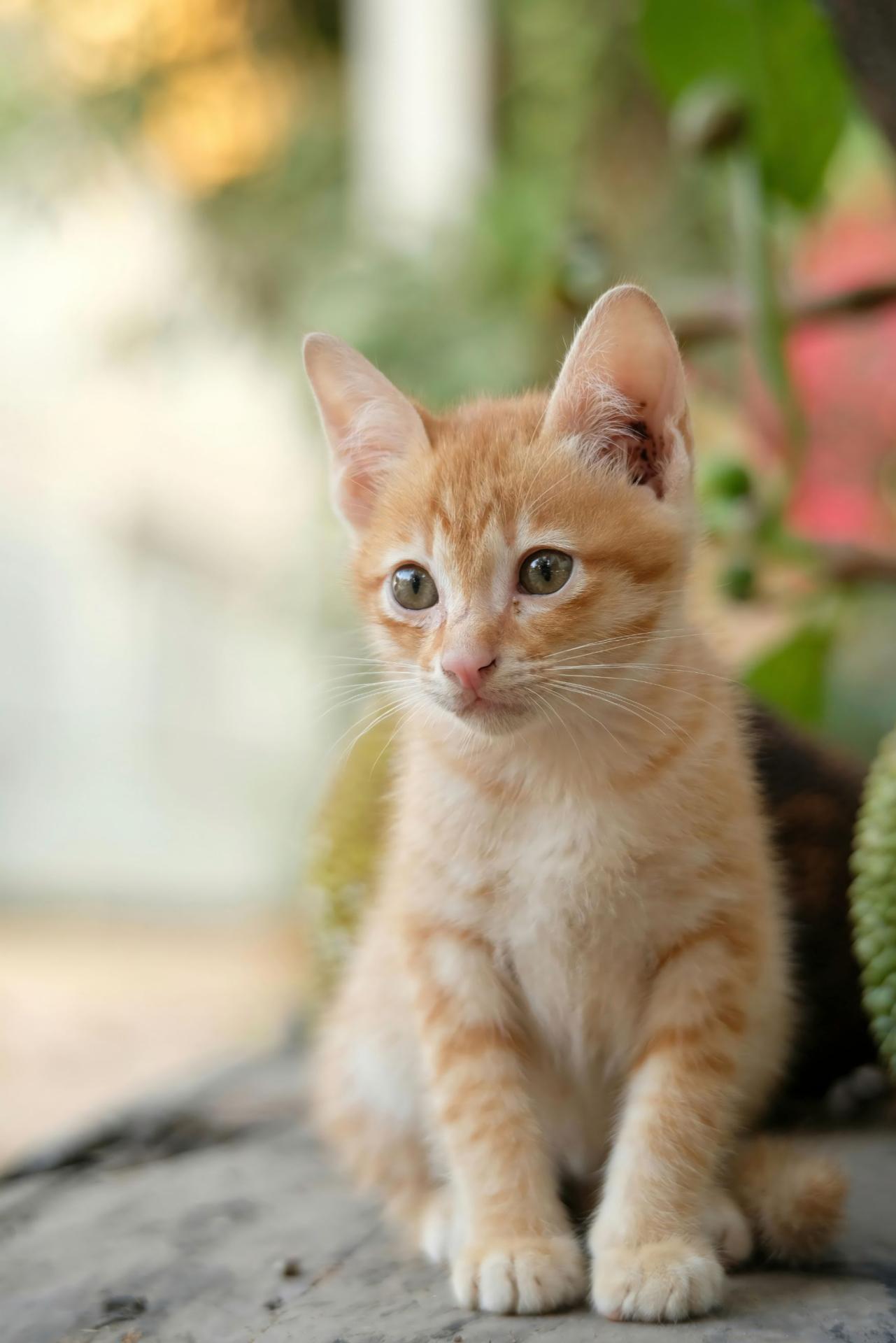 New Kitten - Hood River, Oregon Veterinarian Near Me - Tucker Road Animal Hospital