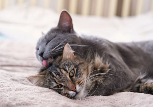 Cat Behaviour in Hood River, OR 