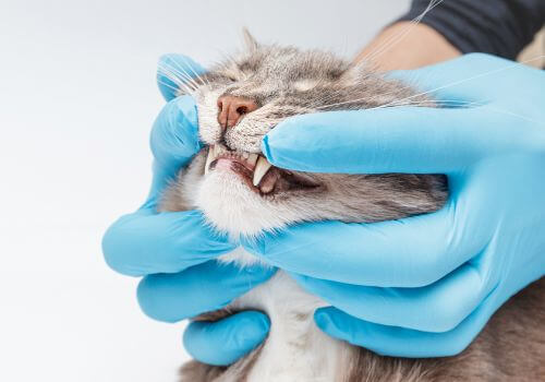 Cat Dental Care in Hood River, OR