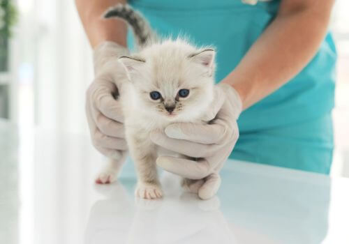 Kitten Care in Hood River, OR 
