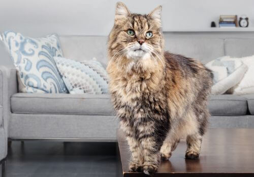 Cat Senior Care in Hood River, OR 