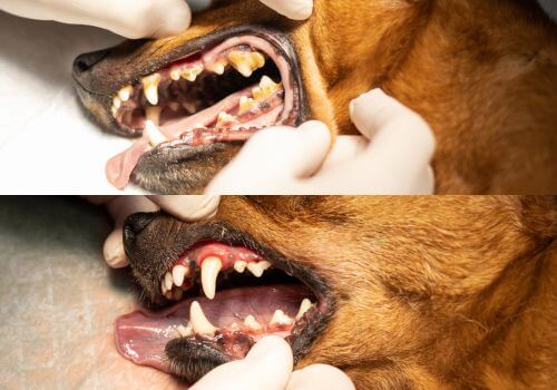 Dog Dental Care in Hood River, OR 