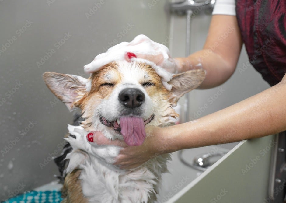 dog bath
