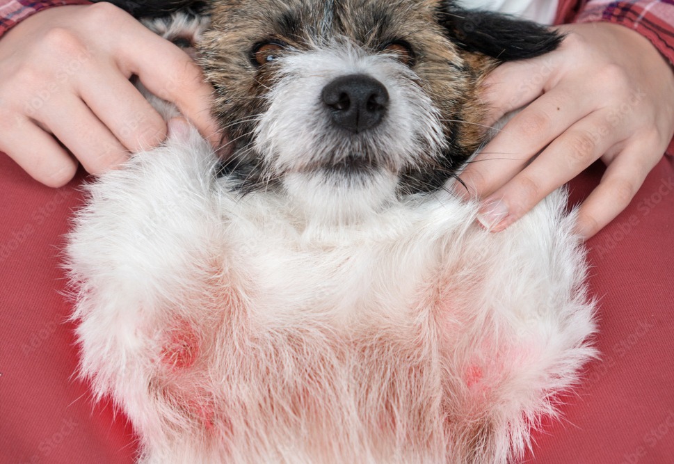 dogchest