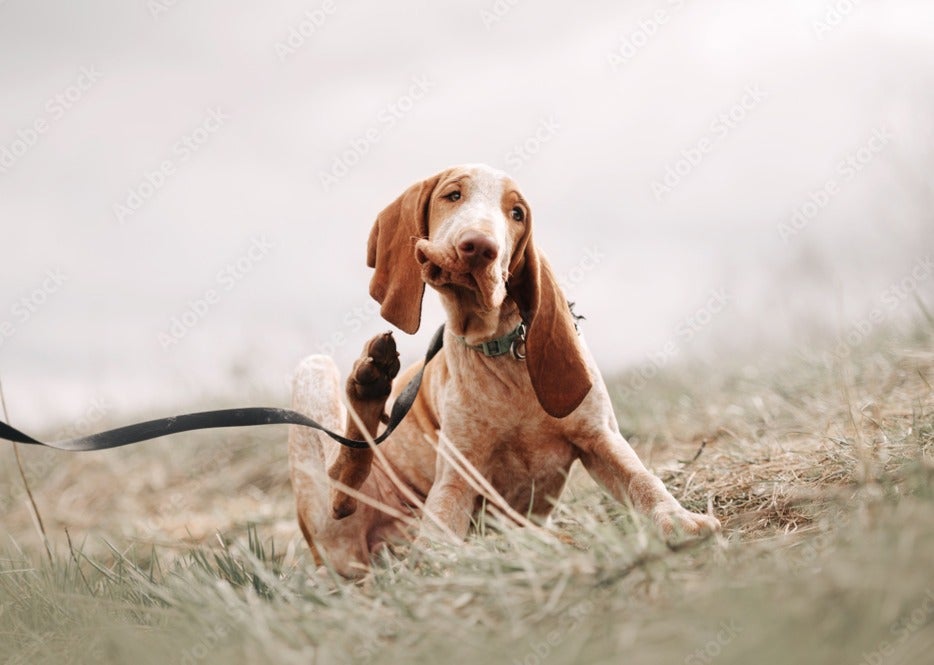 Dog Allergies in Hood River, OR - Veterinarian to treat itchy dogs