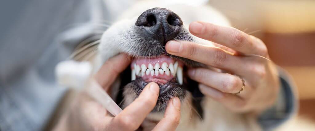 What Is a COHAT? So Much More Than a Standard Pet Teeth Cleaning
